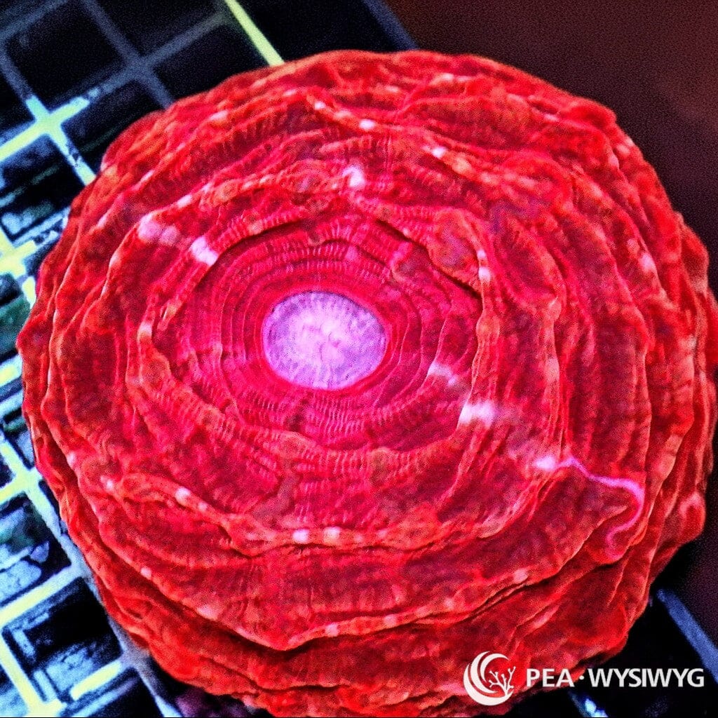 Red Cynarina aquacultured LPS coral with vivid red coloration and fleshy single-polyp growth