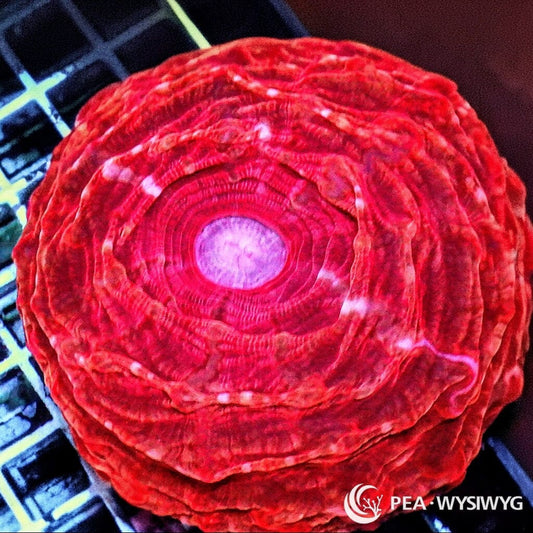 Red Cynarina aquacultured LPS coral with vivid red coloration and fleshy single-polyp growth
