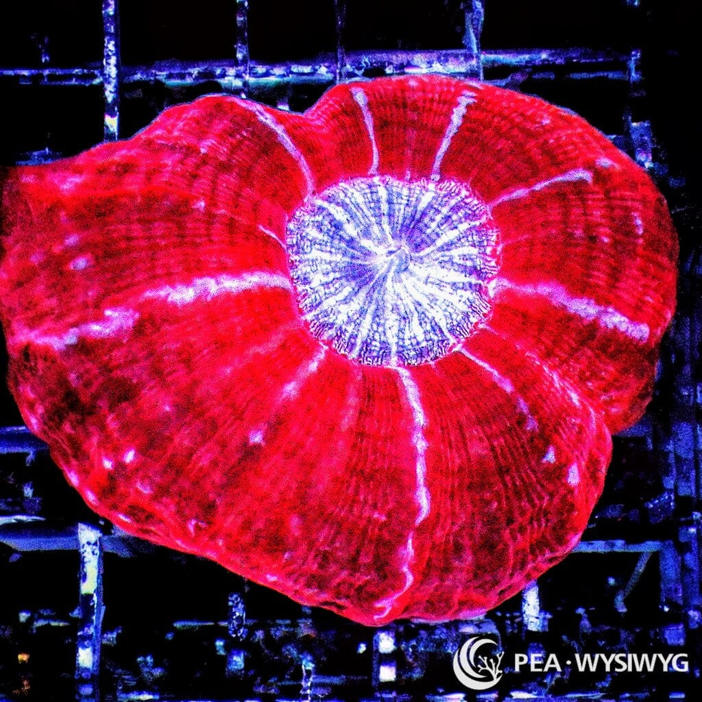 Coral Colony - Cynarina - Red (WYSIWYG)