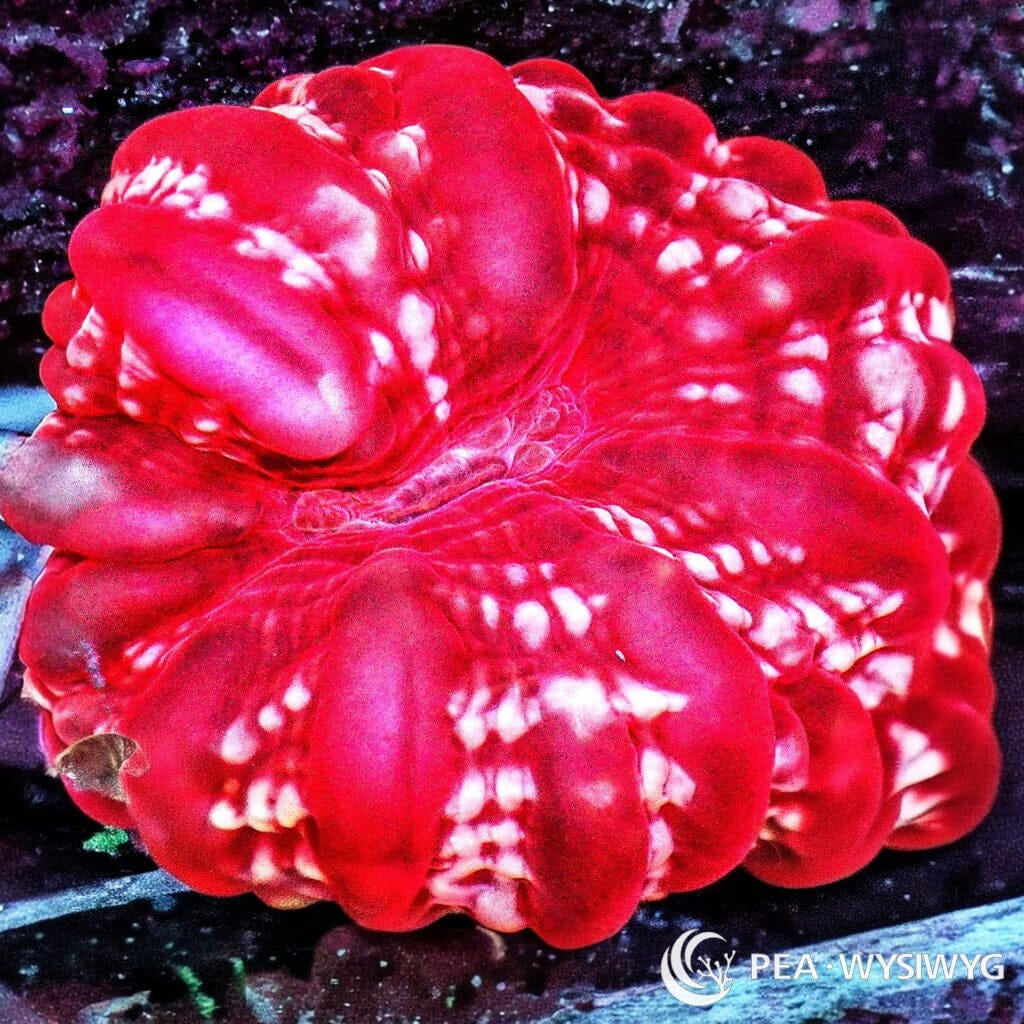 Coral Colony - Cynarina - White Spotted Red (WYSIWYG)