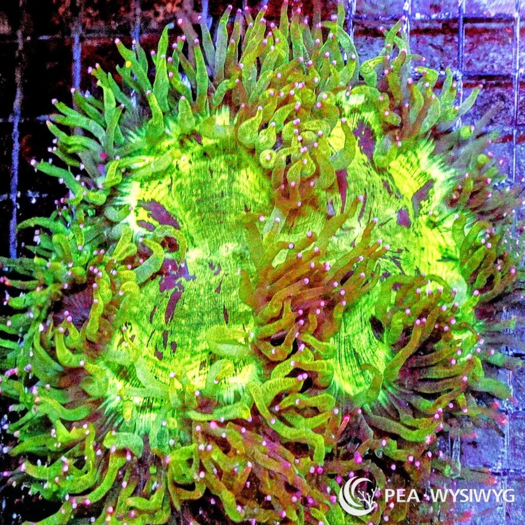 Coral Colony - Acanthophyllia - Orange (WYSIWYG)