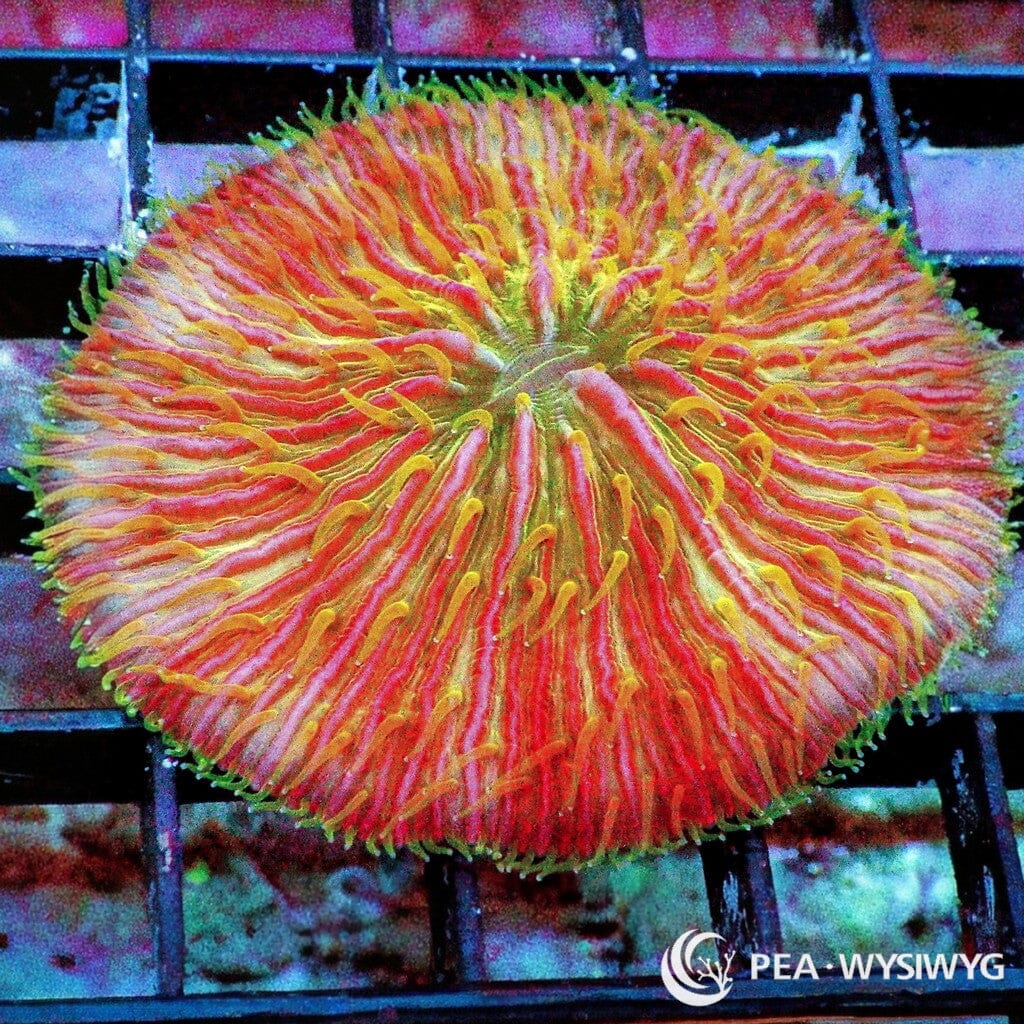 Yellow Polyp Red Fungia aquacultured plate coral with red coloration and bright yellow polyps
