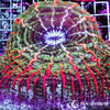 Coral Colony - Indophyllia - Multicolor with Red Stripes (WYSIWYG)