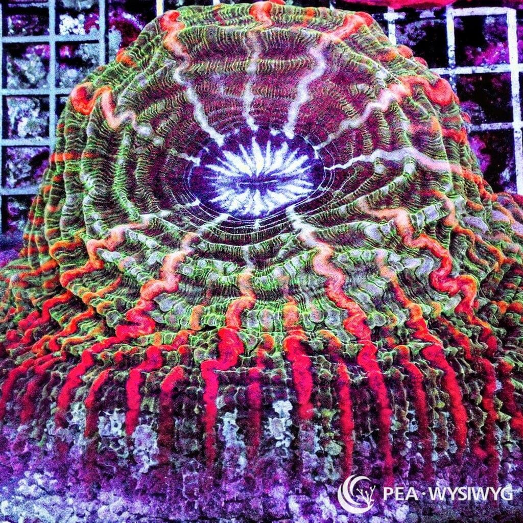 Coral Colony - Indophyllia - Multicolor with Red Stripes (WYSIWYG)