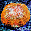 Coral Colony - Australomussa - Orange WYSIWYG