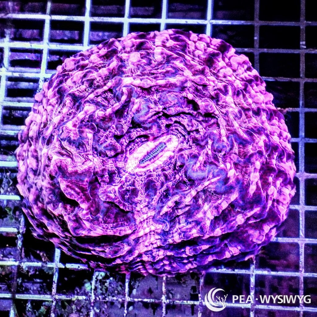 Coral Colony - Indophyllia - Purple (WYSIWYG)