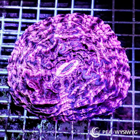 Coral Colony - Indophyllia - Purple (WYSIWYG)