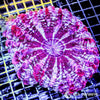 Coral Colony - Indophyllia - Purple with Red  WYSIWYG 