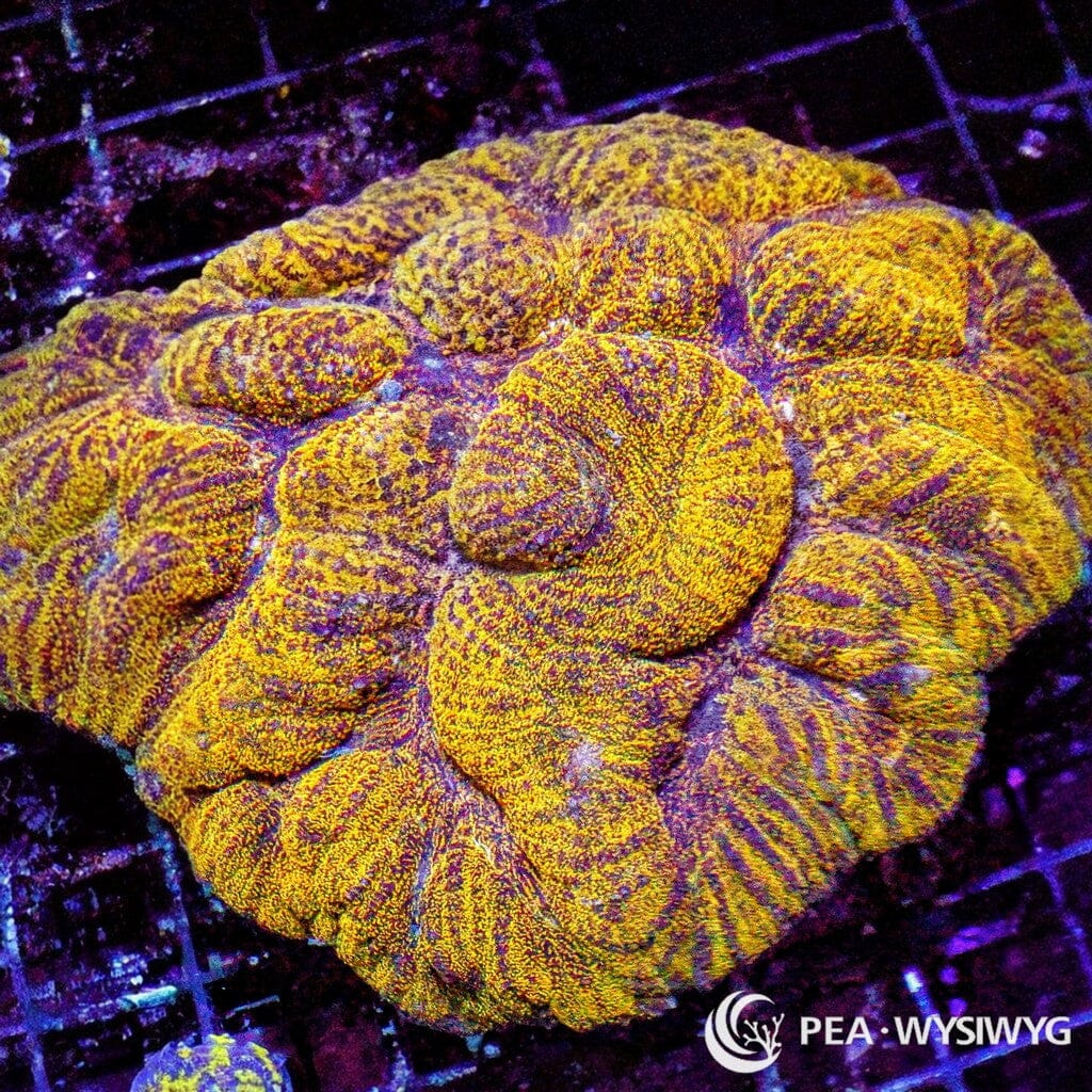 Coral Colony - Lobophyllia - Gold (WYSIWYG)