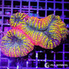 Coral Colony - Lobophyllia - Rainbow (WYSIWYG)