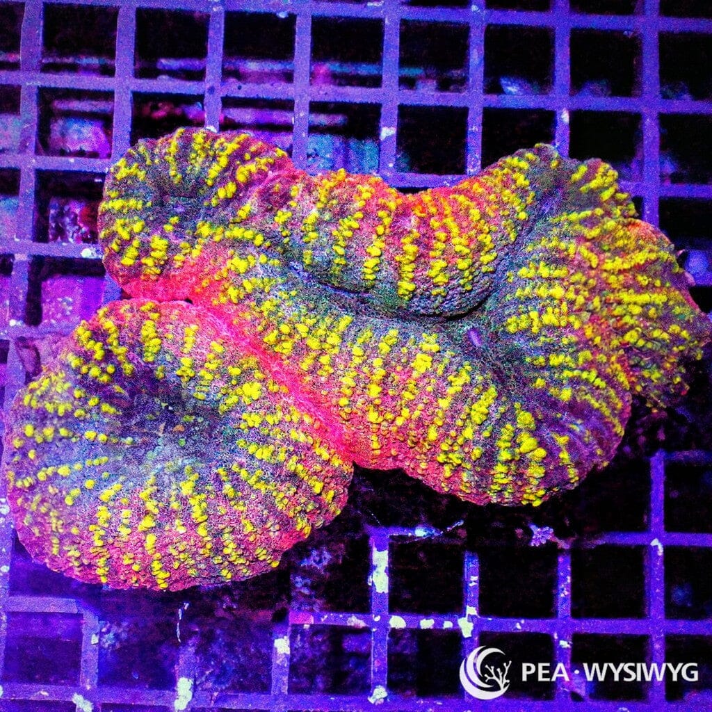 Coral Colony - Lobophyllia - Rainbow (WYSIWYG)