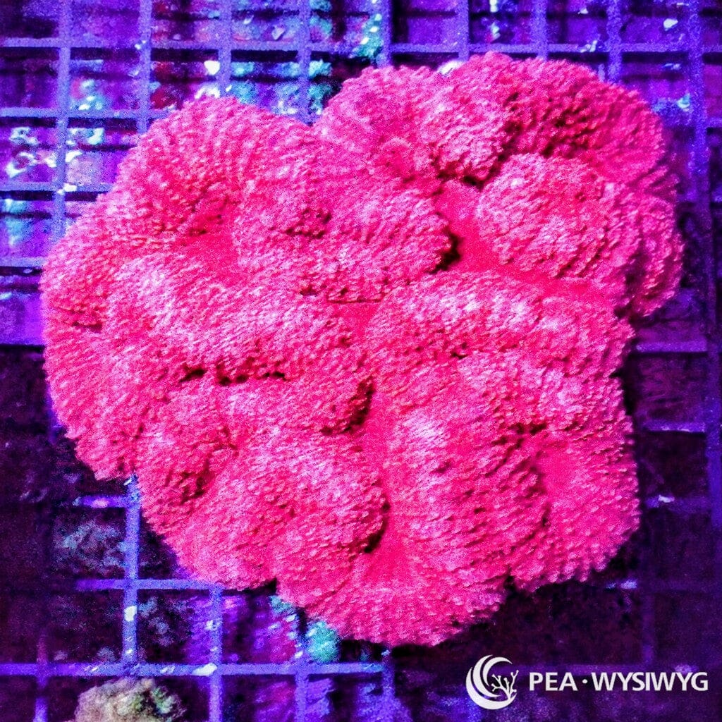 Coral Colony - Lobophyllia - Red WYSIWYG