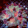 Ultra Coral Colony - Pectinia - Mottled - WYSIWYG