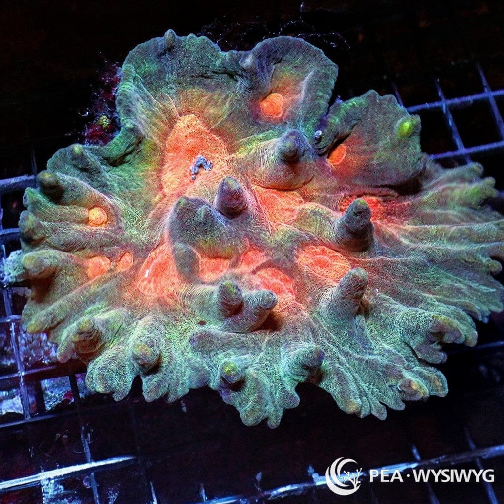 Coral Colony - Pectinia - Orange Tea (WYSIWYG)