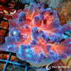 Coral Colony - Pectinia - Red Center (WYSIWYG)