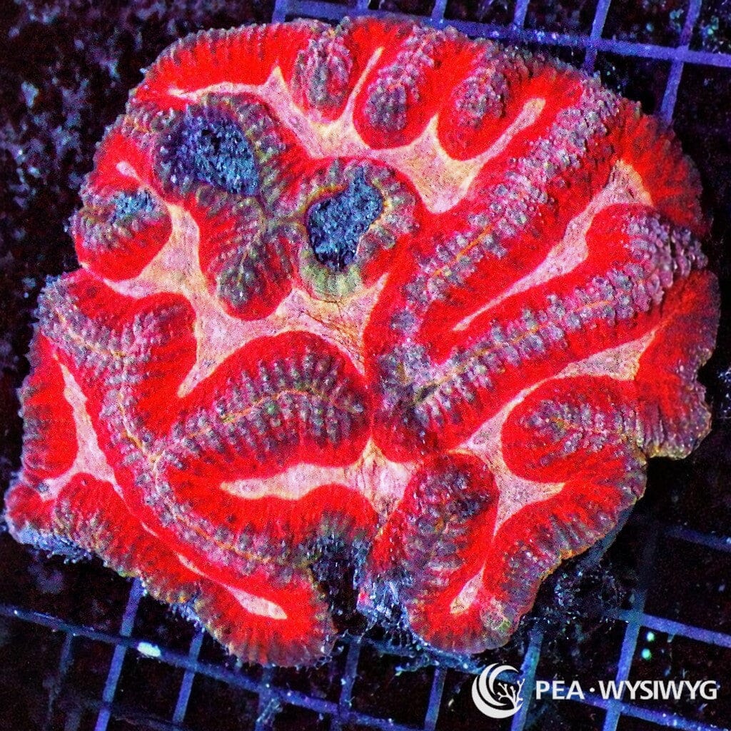 Electric Red Symphyllia aquacultured brain coral with vivid red coloration and contrasting centers