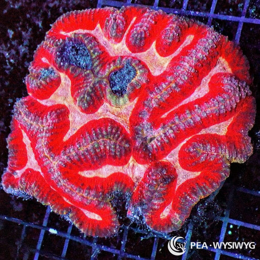 Electric Red Symphyllia aquacultured brain coral with vivid red coloration and contrasting centers