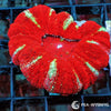 Coral Colony - Scolymia - Gold Striped Red Mini (WYSIWYG)