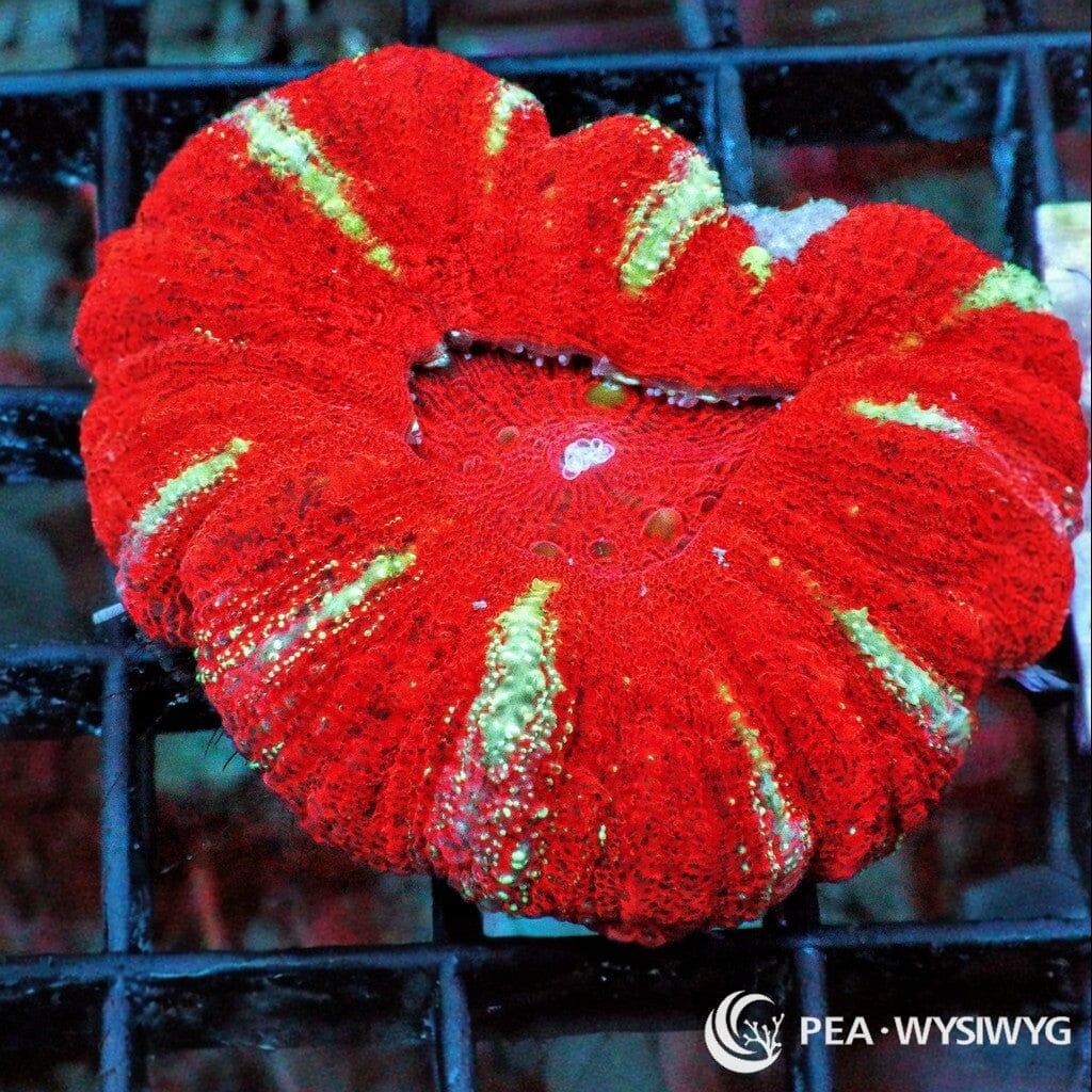 Coral Colony - Scolymia - Gold Striped Red Mini (WYSIWYG)