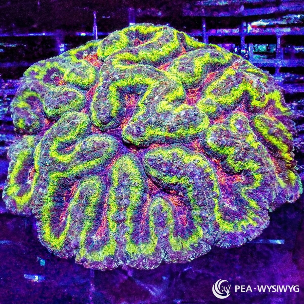 Neon Maze Symphyllia aquacultured brain coral with neon green patterns and multicolor coloration