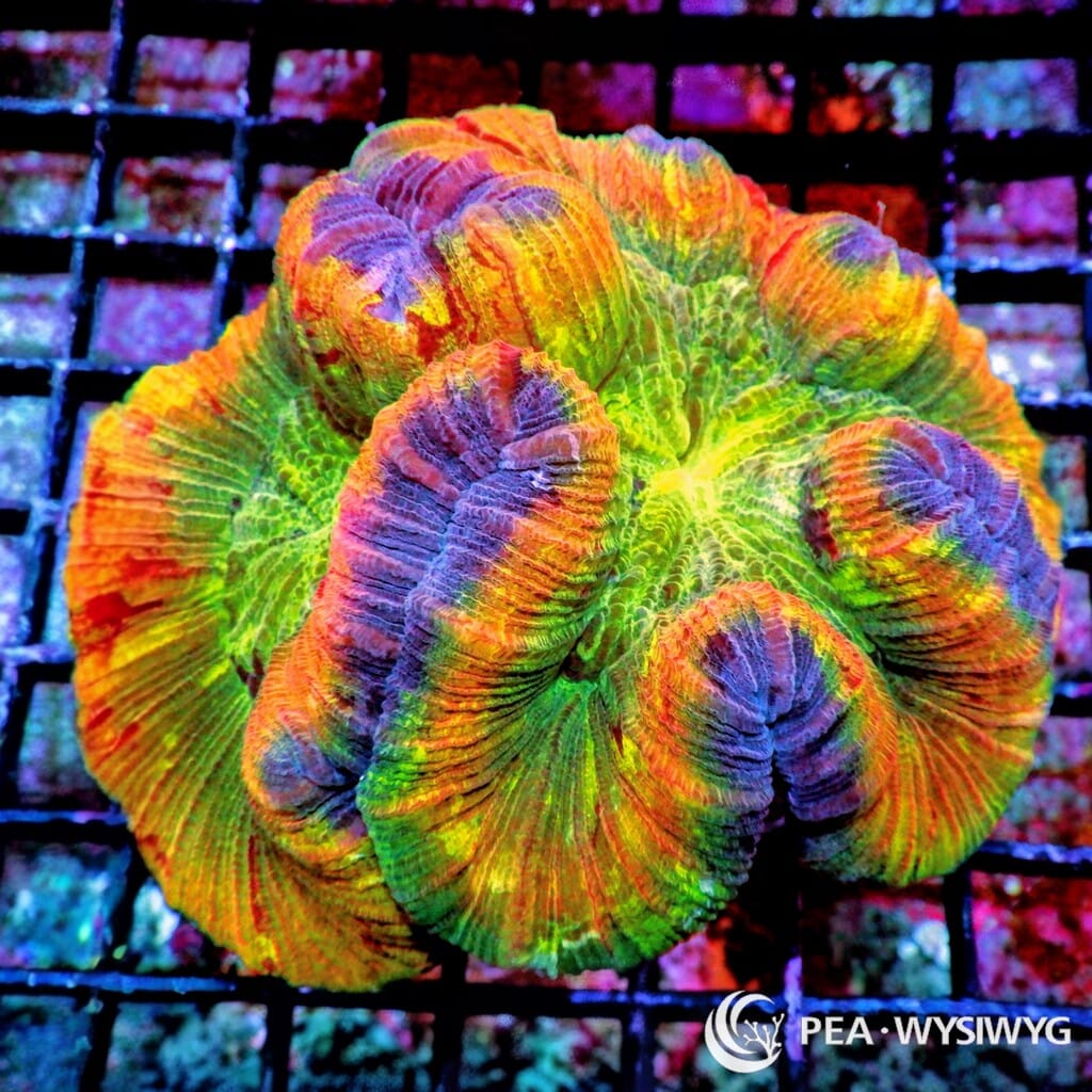 Coral Colony - Trachyphyllia - Multicolorl (WYSIWYG)