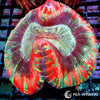 Coral Colony - Trachyphyllia - Rainbow WYSIWYG