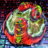 Coral Colony - Trachyphyllia - Rainbow WYSIWYG