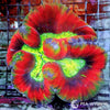 Coral Colony - Trachyphyllia - Red Lime Mouth WYSIWYG