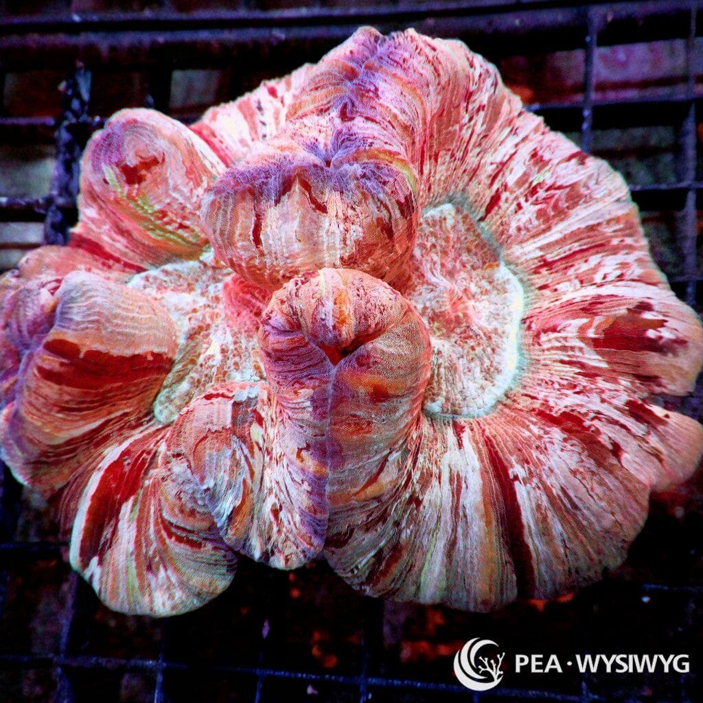 Coral Colony - Trachyphyllia - Rose (WYSIWYG)