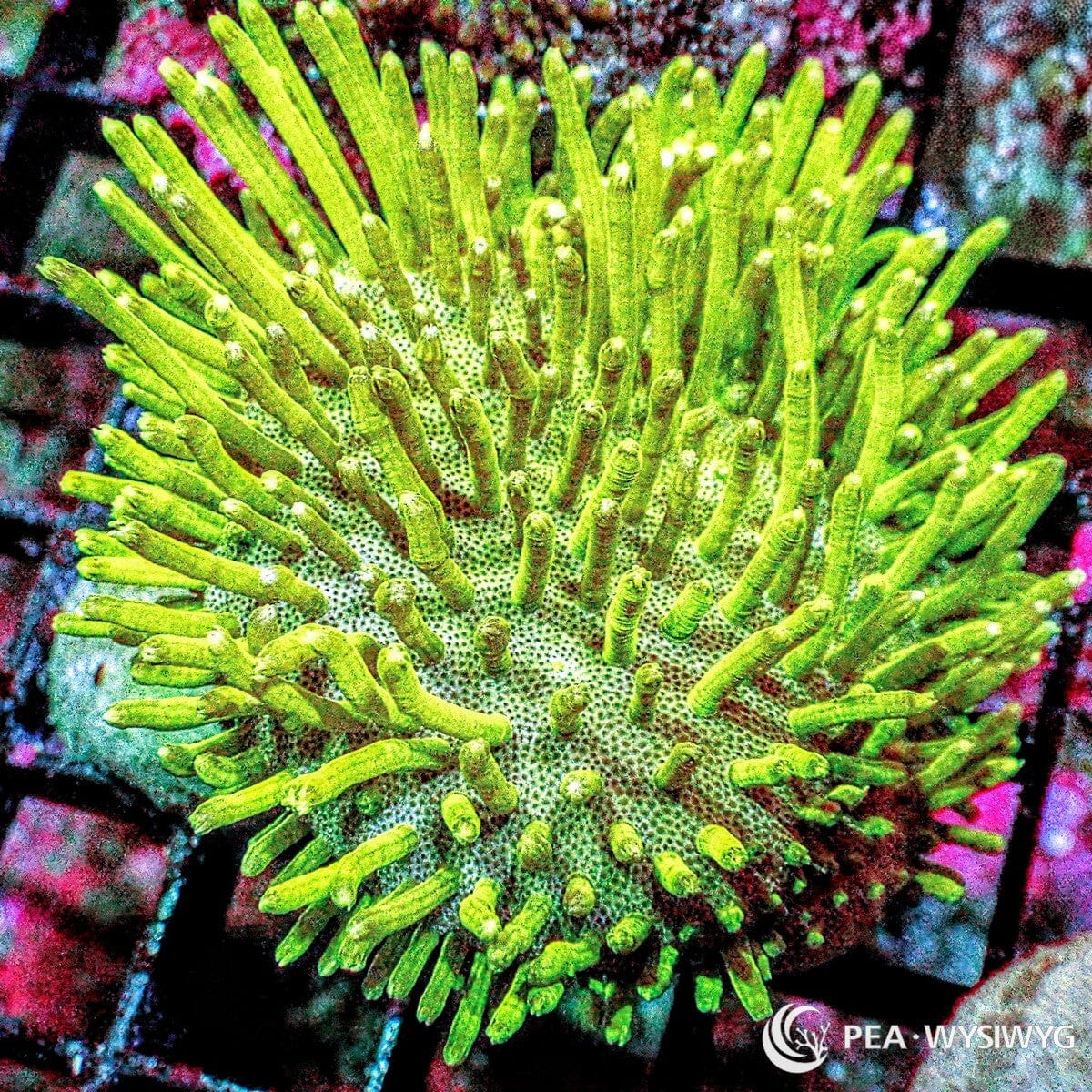 Coral Colony - Toadstool Leather - Green (WYSIWYG)