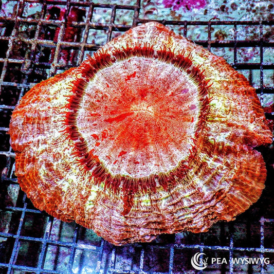 Corona Burst Acanthophyllia Acanthophyllia deshayesiana WYSIWYG LPS coral colony with red orange body, cream center, and deep red ring