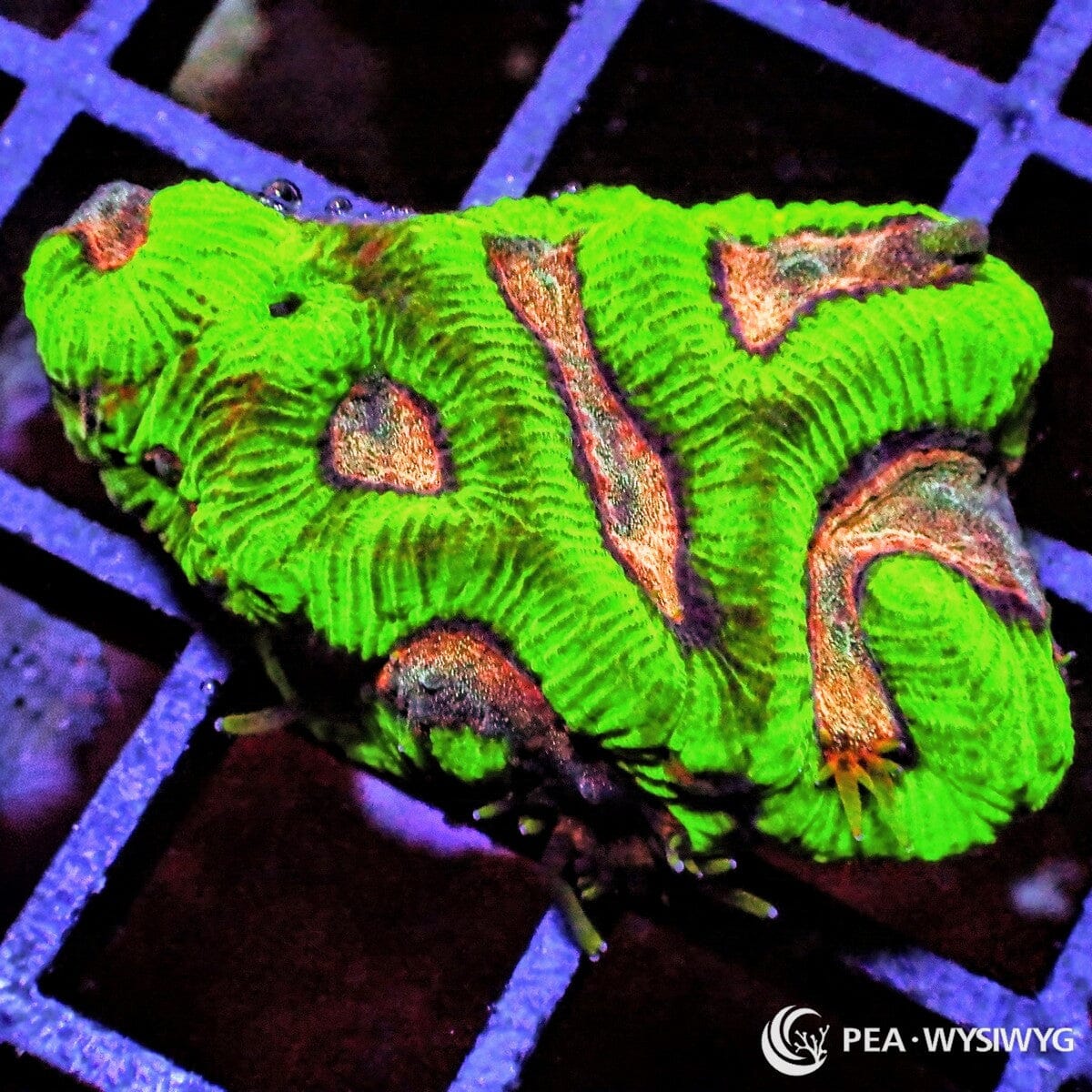 Cosmic Favia Dipsastraea sp. WYSIWYG LPS coral frag with neon green tissue and copper gold accents