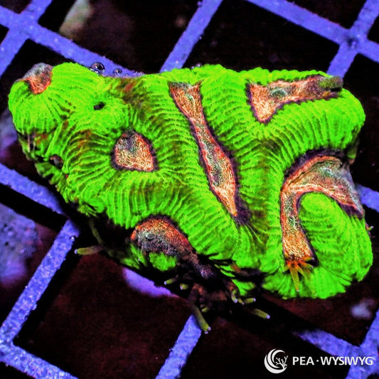Cosmic Favia Dipsastraea sp. WYSIWYG LPS coral frag with neon green tissue and copper gold accents