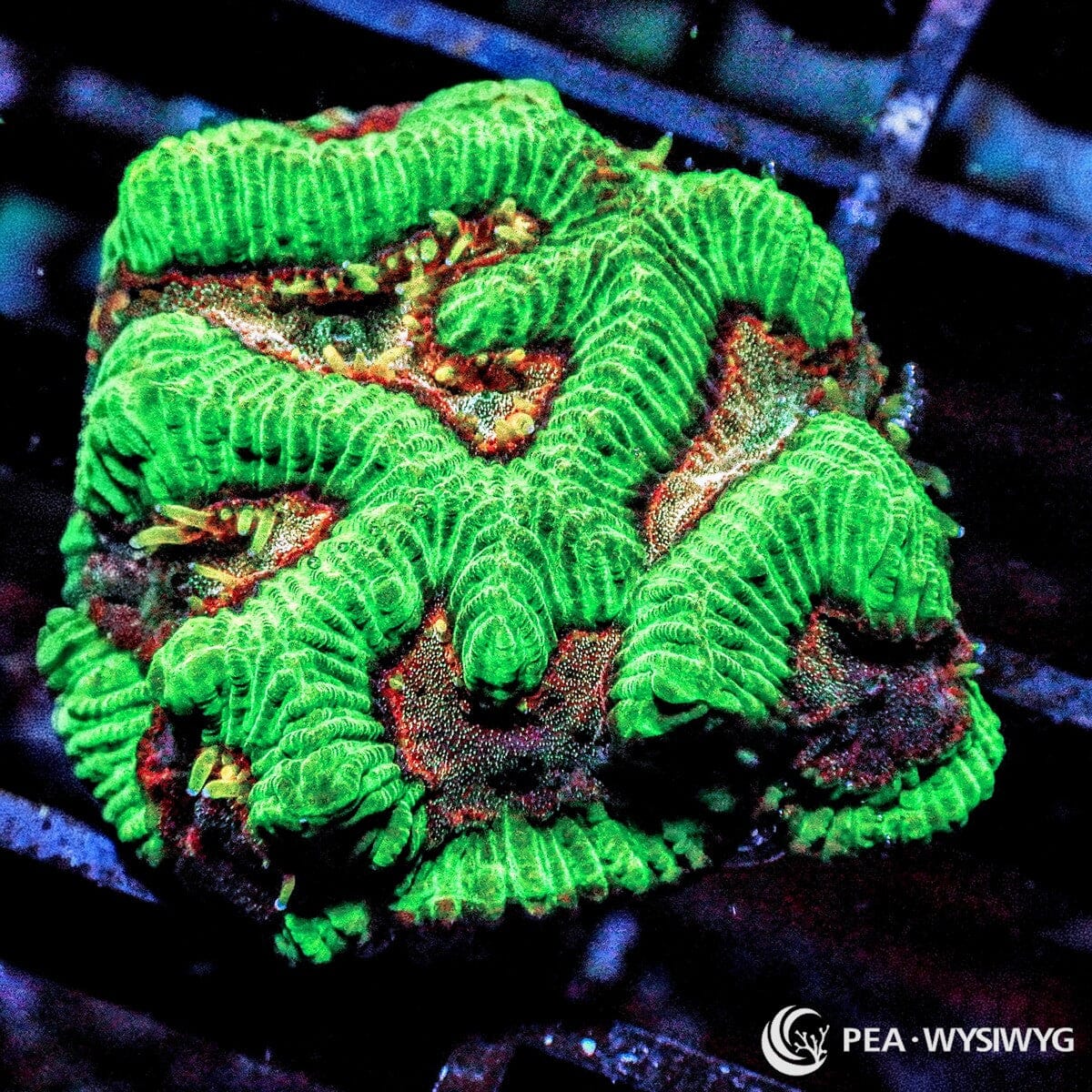 Cosmic Platygyra Maze Brain Platygyra sp. WYSIWYG Premium Frag with fluorescent green maze-like ridges and contrasting dark red burgundy tissue