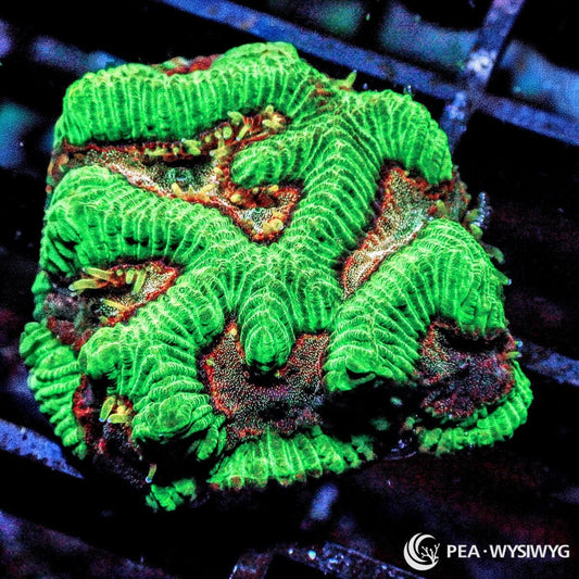 Cosmic Platygyra Maze Brain Platygyra sp. WYSIWYG Premium Frag with fluorescent green maze-like ridges and contrasting dark red burgundy tissue