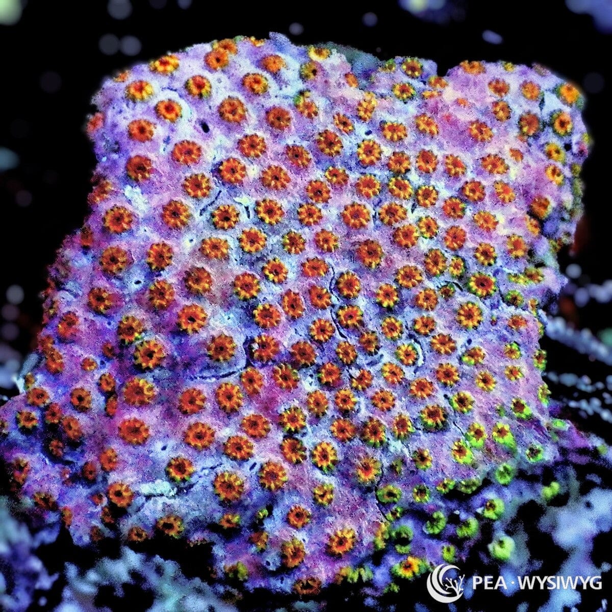 Cotton Candy Cyphastrea Cyphastrea sp. WYSIWYG coral frag with lavender pink tissue, orange red polyps, golden rings, and green edge accents