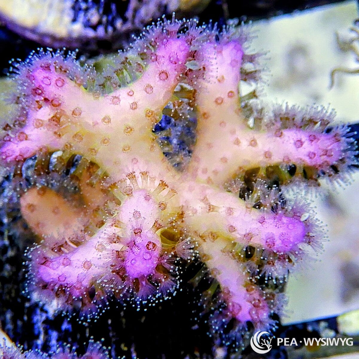Cotton Candy Pocillopora Pocillopora sp. WYSIWYG SPS coral frag with pastel pink-purple polyps