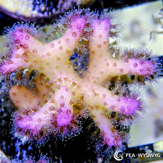 Cotton Candy Pocillopora Pocillopora sp. WYSIWYG SPS coral frag with pastel pink-purple polyps