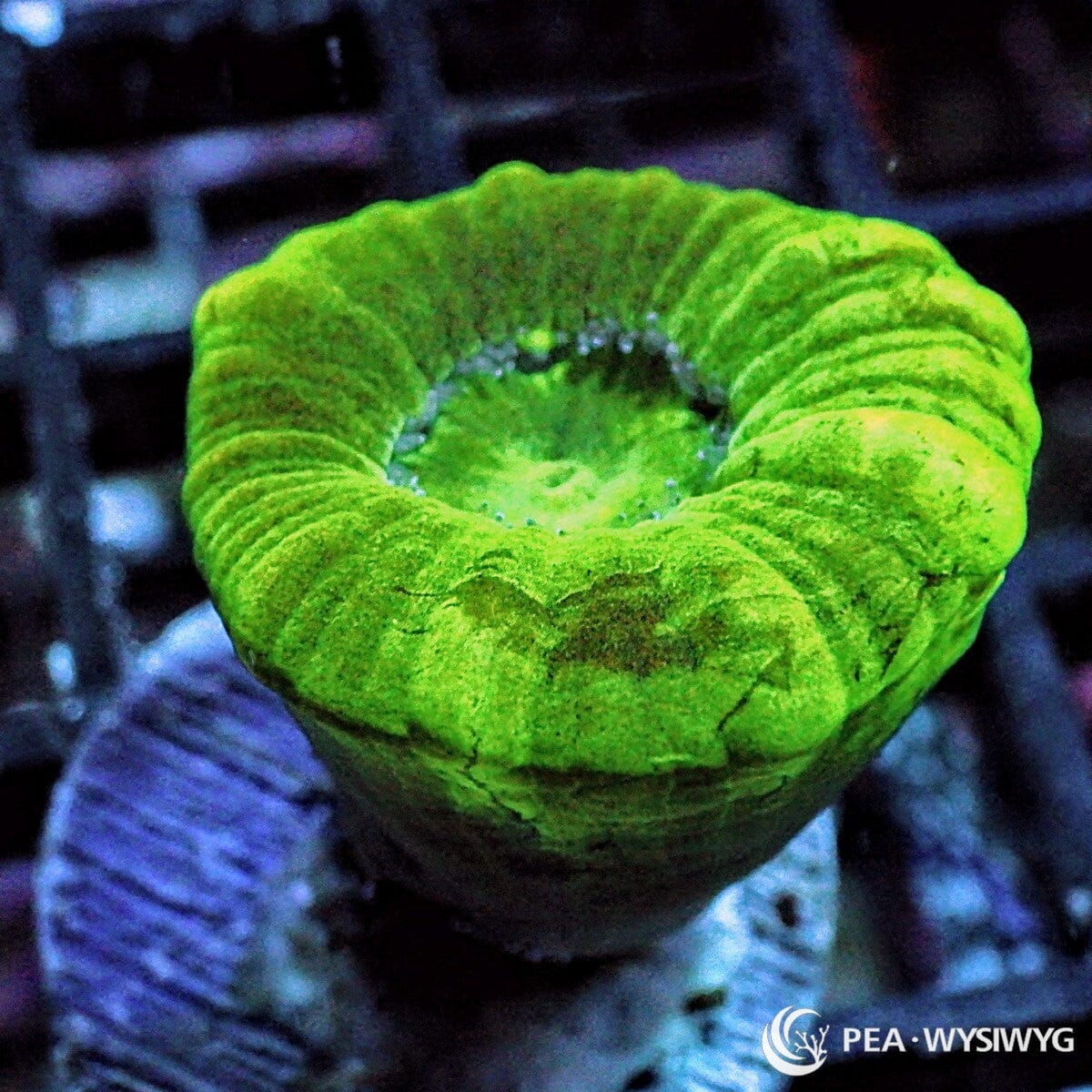 Cryptonite Caulastrea Caulastrea furcata WYSIWYG Under $25 candy cane coral frag