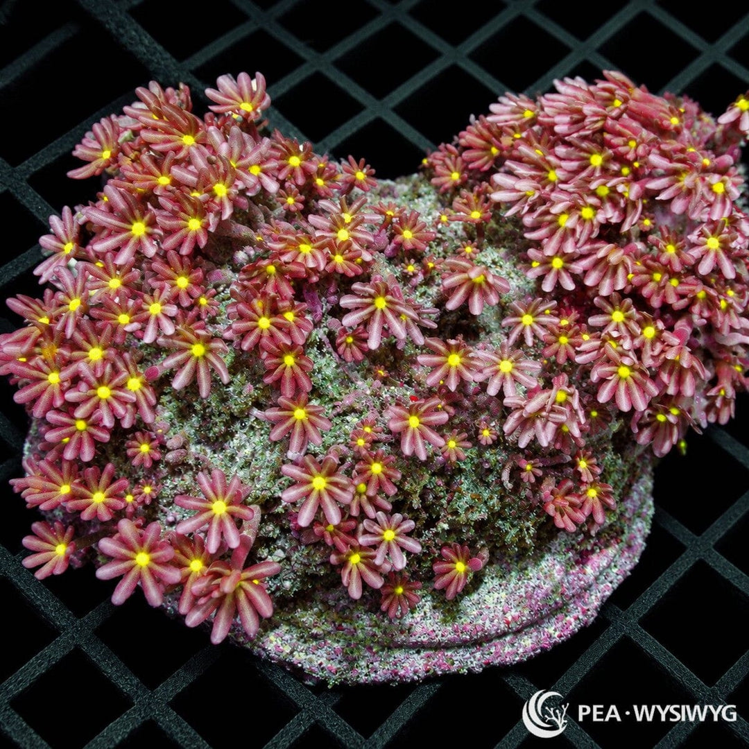 Daisy Polyps Knopia octocontacanalis colony with dusty rose-pink flower-like polyps and brilliant fluorescent yellow centers