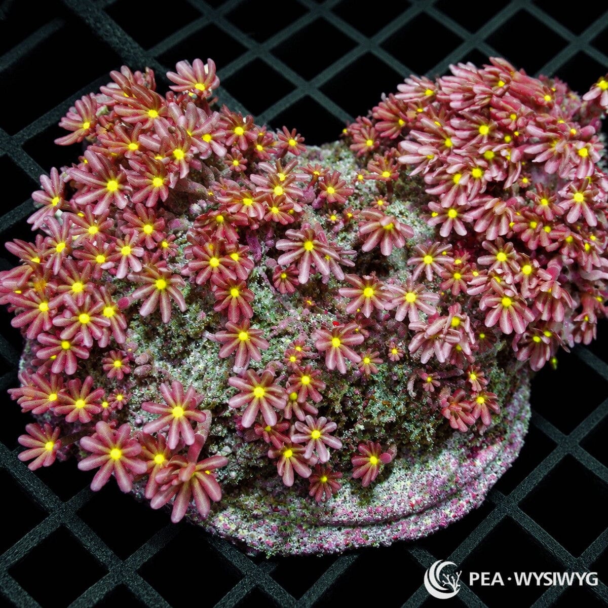 Daisy Polyps Knopia octocontacanalis colony with dusty rose-pink flower-like polyps and brilliant fluorescent yellow centers