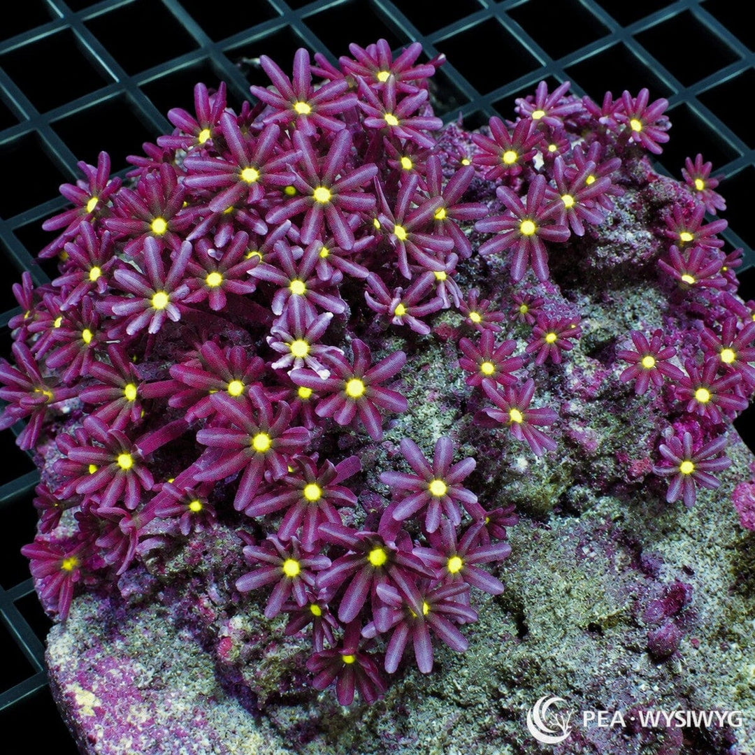 Daisy Polyps Knopia octocontacanalis colony with magenta-purple flower-like polyps and brilliant fluorescent yellow centers