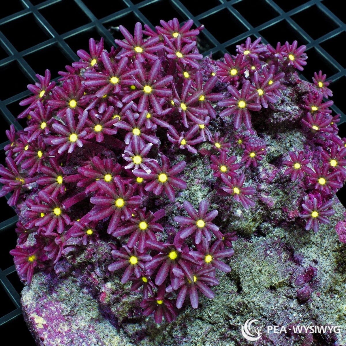 Daisy Polyps Knopia octocontacanalis colony with magenta-purple flower-like polyps and brilliant fluorescent yellow centers