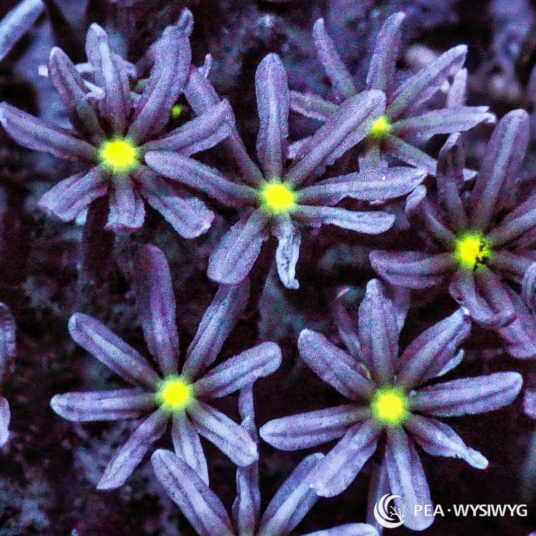 Daisy Polyps Knopia sp. WYSIWYG coral with lavender-purple eight-tentacle polyps and vivid fluorescent yellow-green centers