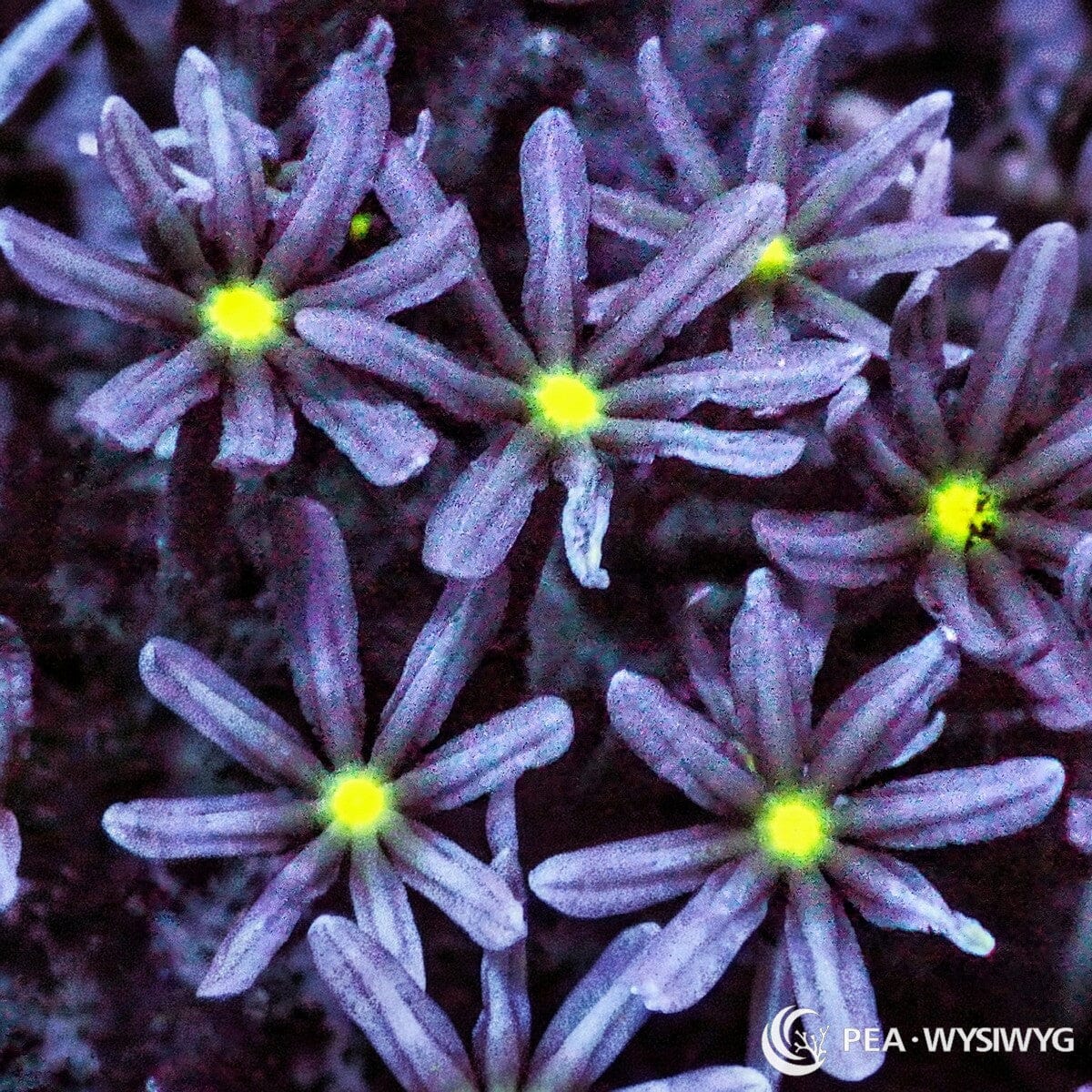 Daisy Polyps Knopia sp. WYSIWYG coral with lavender-purple eight-tentacle polyps and vivid fluorescent yellow-green centers