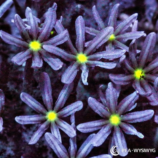 Daisy Polyps Knopia sp. WYSIWYG coral with lavender-purple eight-tentacle polyps and vivid fluorescent yellow-green centers