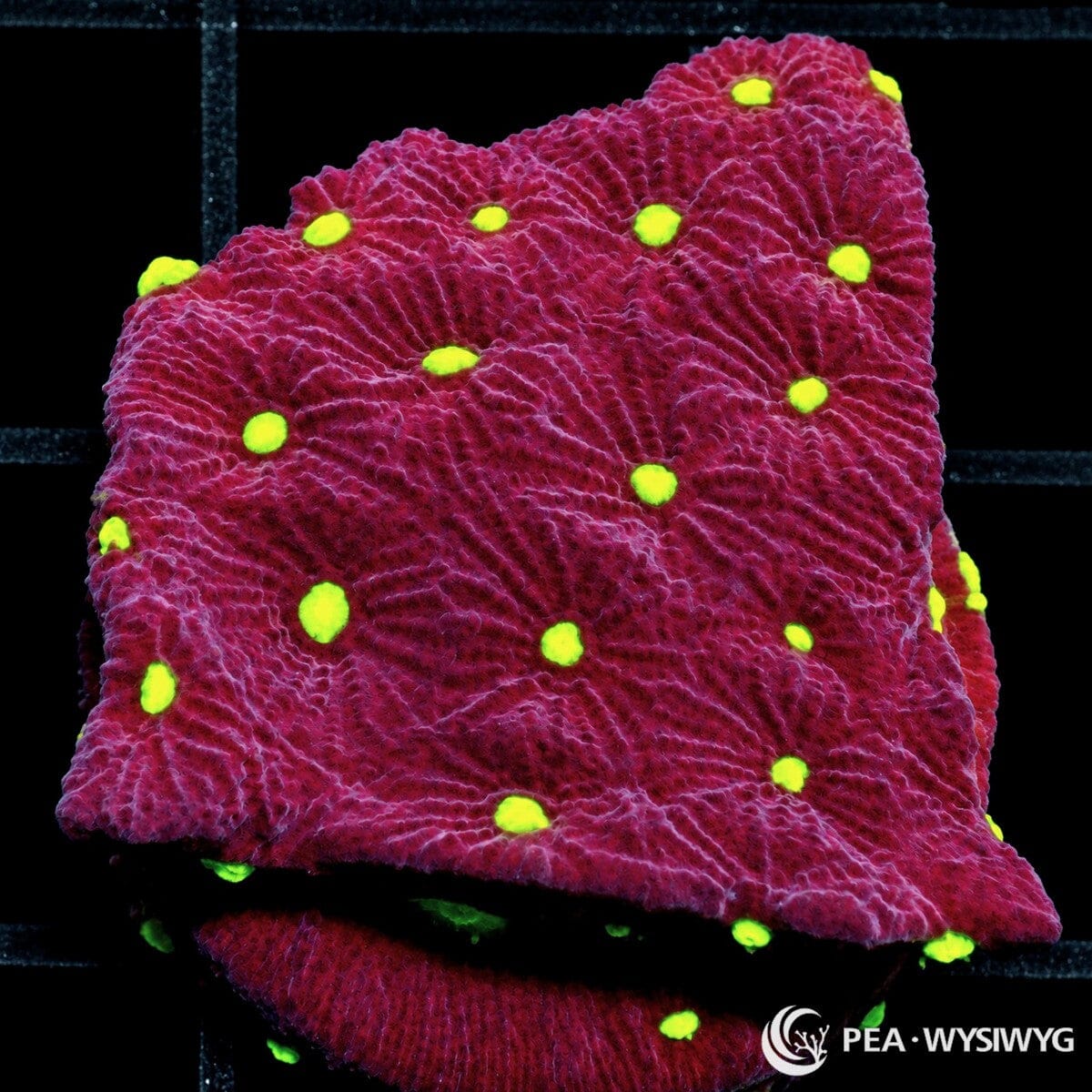 Dark Cherry Favites Favites sp. with deep cherry-red and burgundy tissue, radiating ridges, and fluorescent yellow-green corallite centers