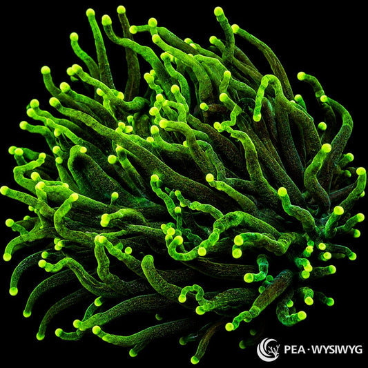 WYSIWYG Dark Roots Torch Euphyllia coral with dark green tentacles and neon green tips