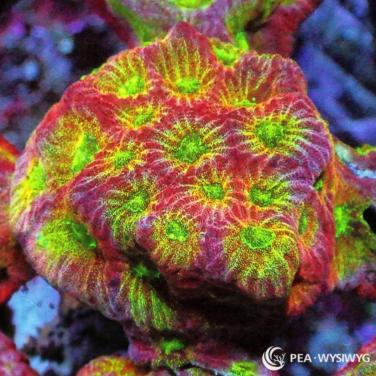 Day Glo Favites Favites sp. WYSIWYG coral frag with red pink tissue, bright green centers, yellow gold highlights, and textured stony coral growth