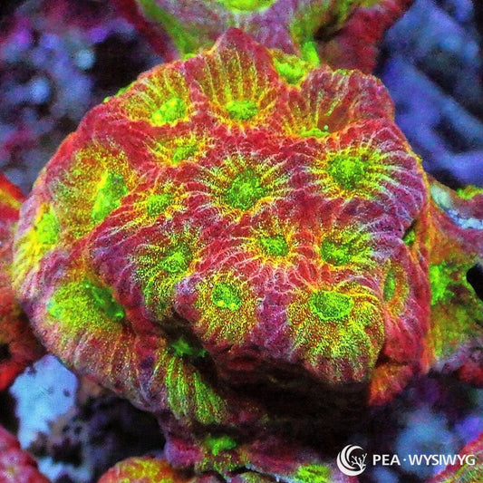 Day Glo Favites Favites sp. WYSIWYG coral frag with red pink tissue, bright green centers, yellow gold highlights, and textured stony coral growth